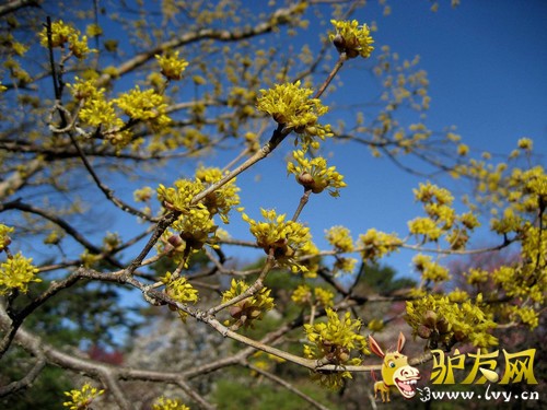 山茱萸花11.jpg